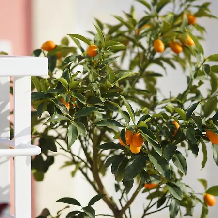 Сasa de vacaciones Park Corfu